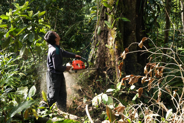 Best Root Management and Removal  in Sayreville, NJ