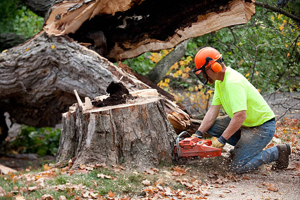 Best Commercial Tree Services  in Sayreville, NJ